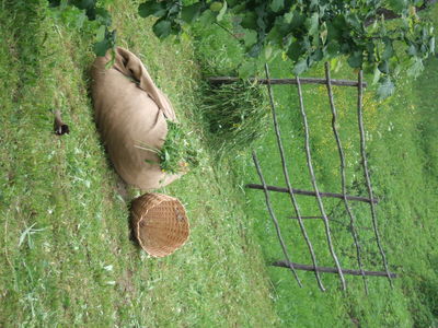 Kozolec, koš, plahta in v travo položen oselnik (D509)